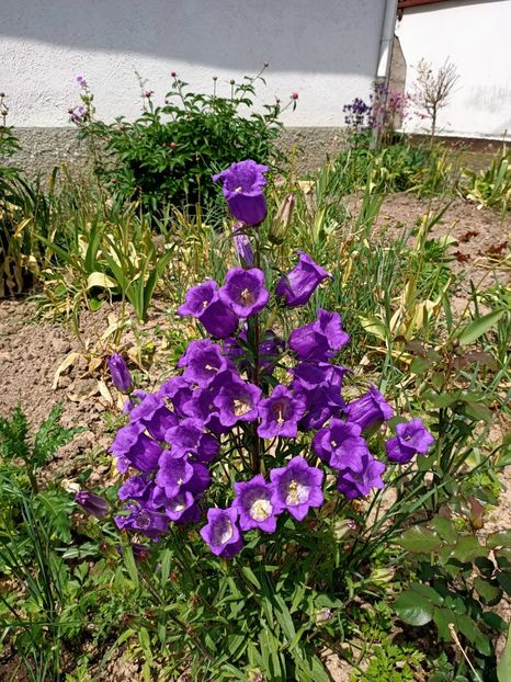 Img.2023.05.20 - A doua grădină