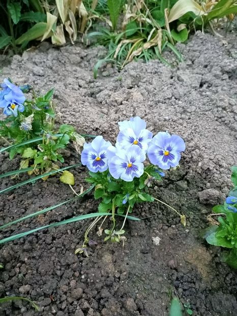 Img.2023.05.20 - A doua grădină