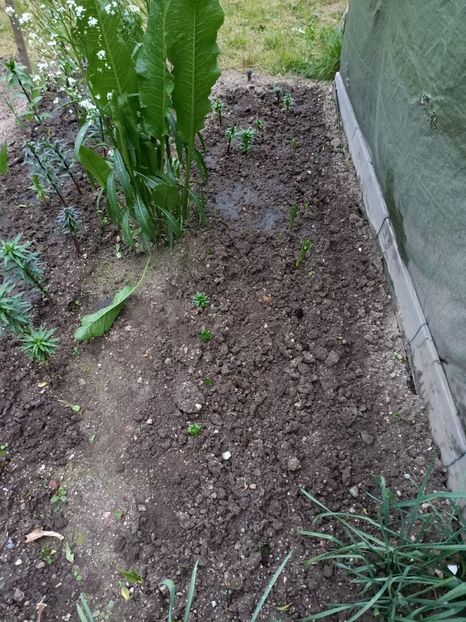 Img.2023.05.20 - A doua grădină