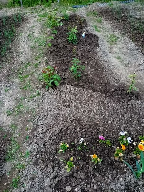 Img.2023.05.20 - A doua grădină