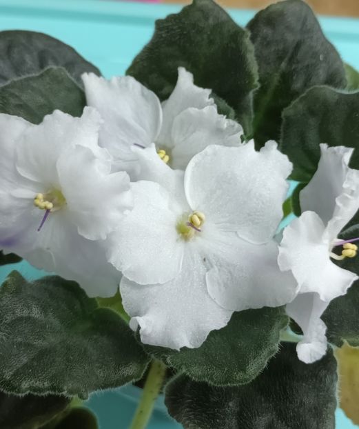  - Chimera Adel din semințe și hibrizii ei