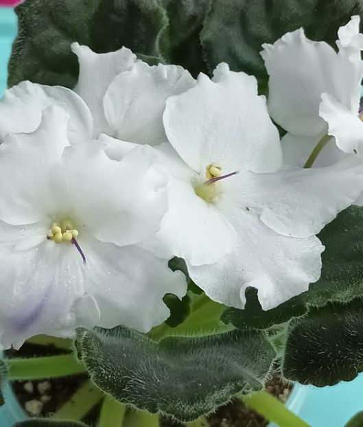  - Chimera Adel din semințe și hibrizii ei