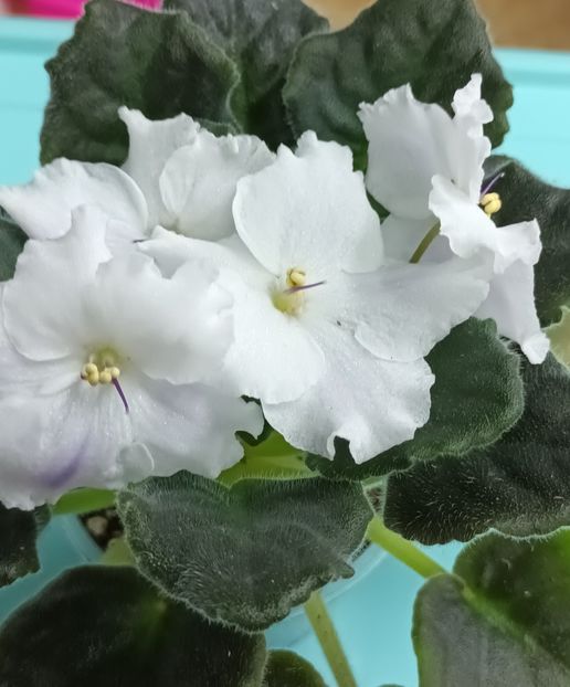  - Chimera Adel din semințe și hibrizii ei