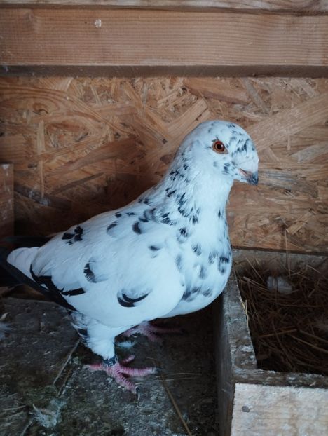  - Porumbei americani