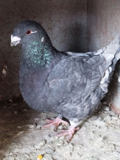  - Porumbei americani