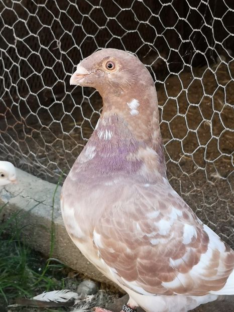  - Porumbei americani