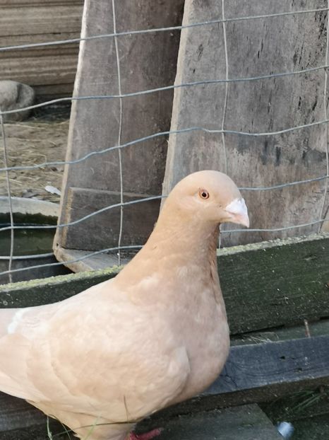  - Porumbei americani