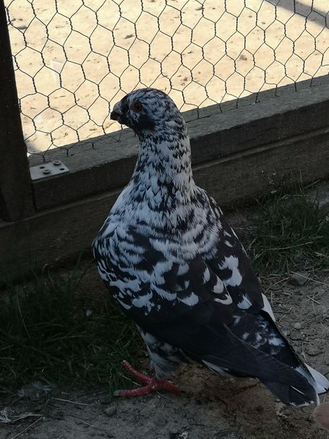  - Porumbei americani