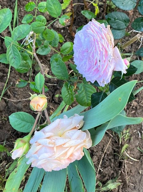 9E94E0F2-26FE-403D-A149-DE3872001B01 - Trandafiri la balta 2023