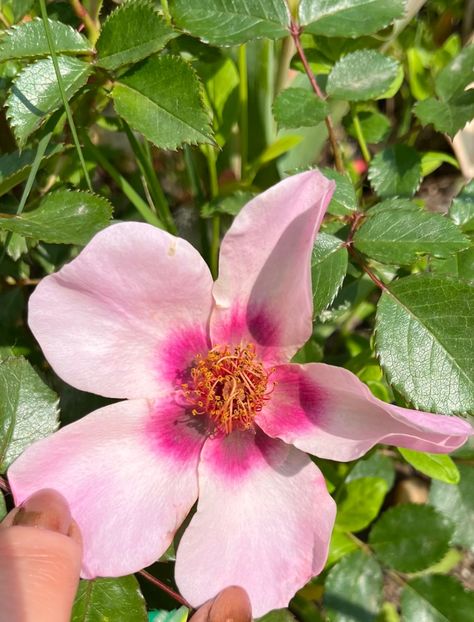 Bravo Babylon Eyes - Trandafiri la balta 2023