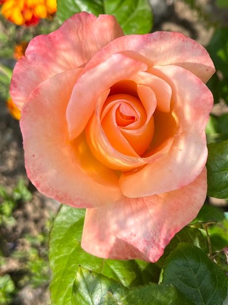 King Arthur - Trandafiri la balta 2023