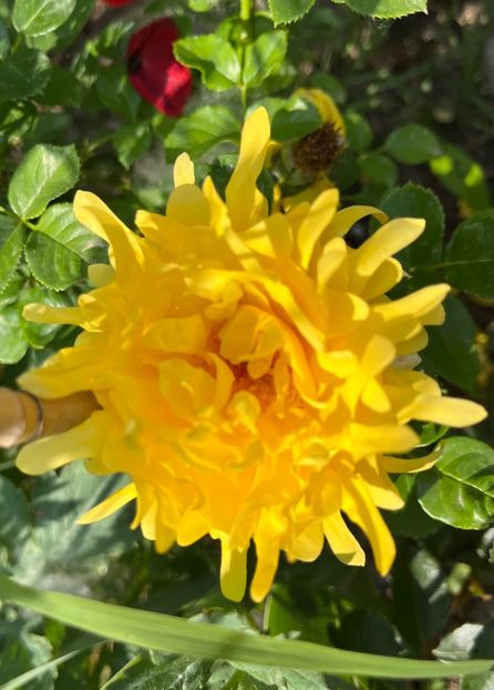 Golden Lady ruffles - Trandafiri la balta 2023