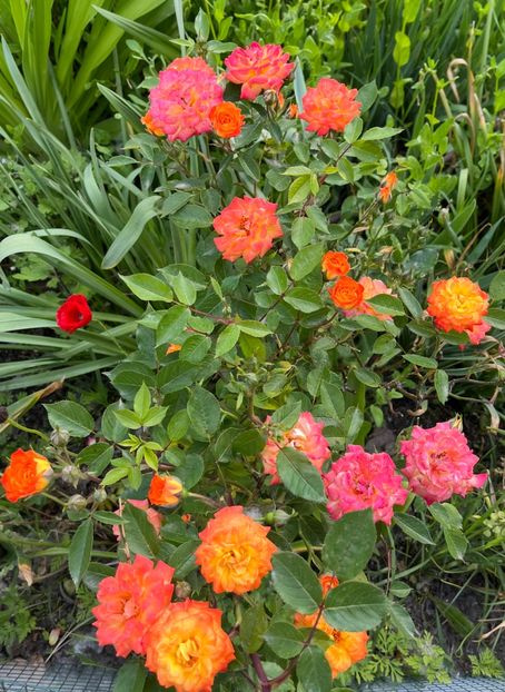 515CC84E-D781-46A8-BFD8-0FC0616C889A - Trandafiri la balta 2023