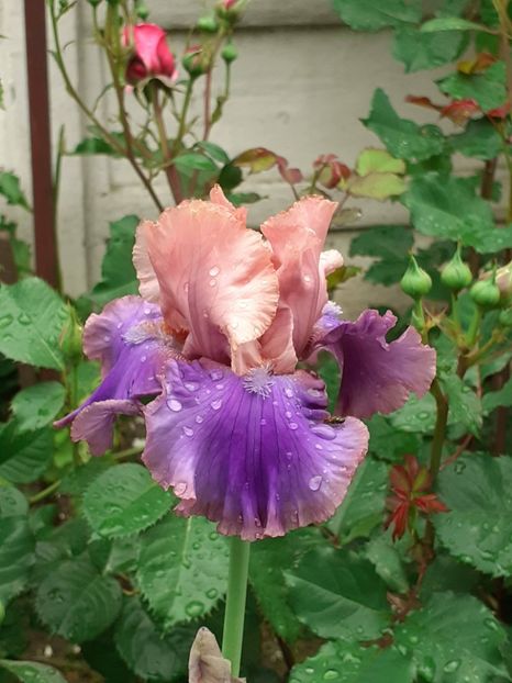  - 0001 - IRIȘI 2023