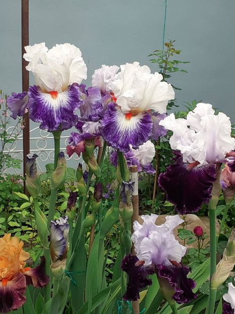  - 0001 - IRIȘI 2023