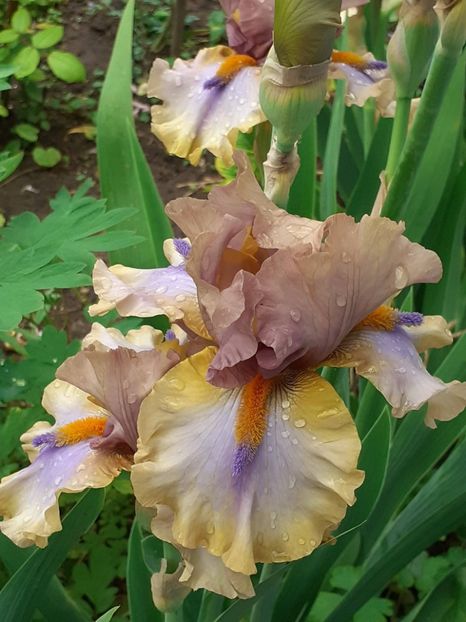  - 0001 - IRIȘI 2023