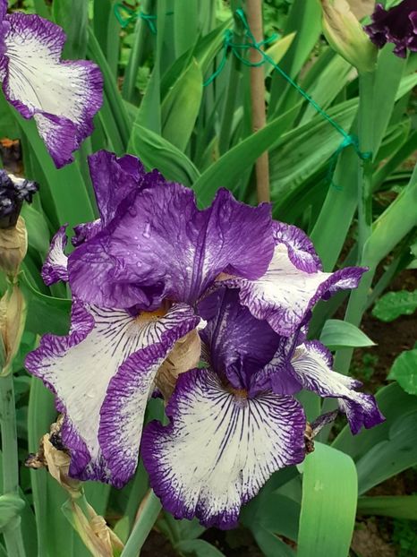  - 0001 - IRIȘI 2023