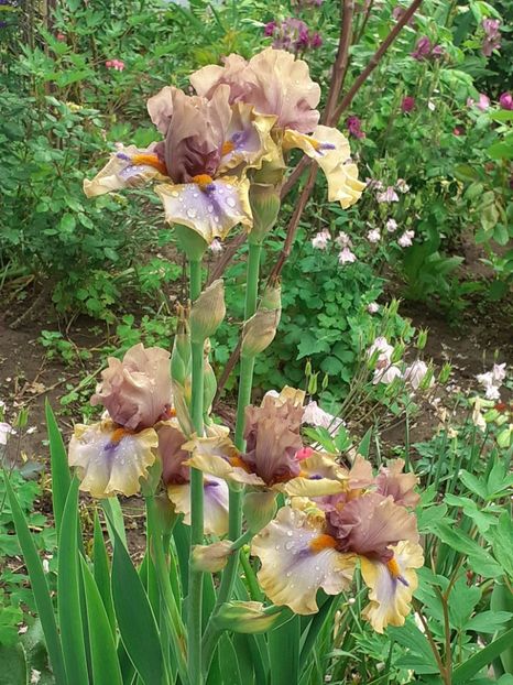  - 0001 - IRIȘI 2023