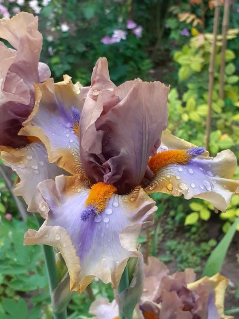  - 0001 - IRIȘI 2023