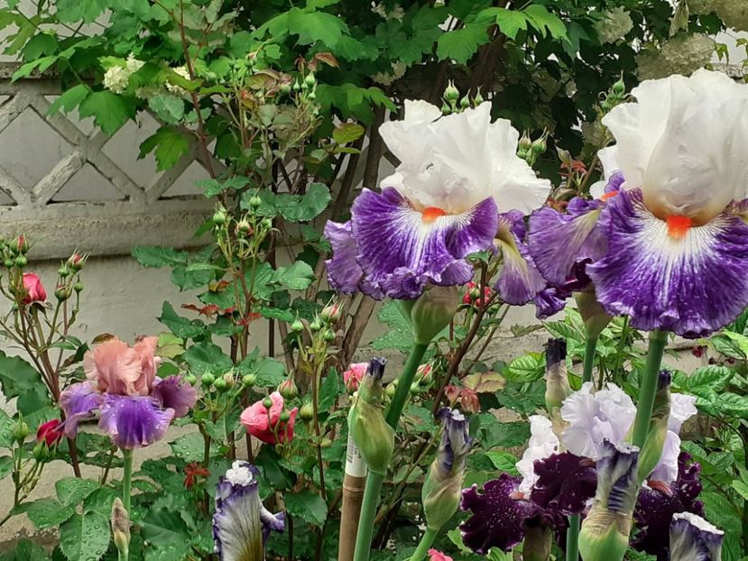  - 0001 - IRIȘI 2023