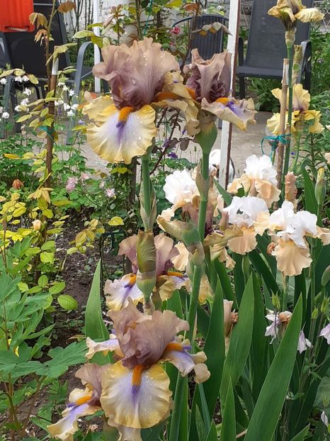  - 0001 - IRIȘI 2023