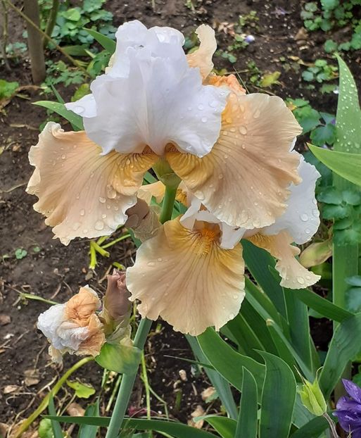  - 0001 - IRIȘI 2023