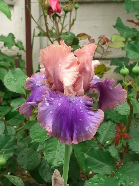  - 0001 - IRIȘI 2023