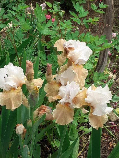  - 0001 - IRIȘI 2023