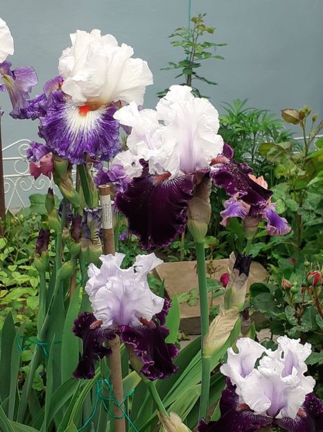  - 0001 - IRIȘI 2023