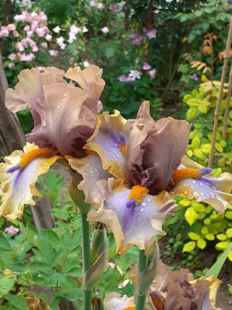  - 0001 - IRIȘI 2023