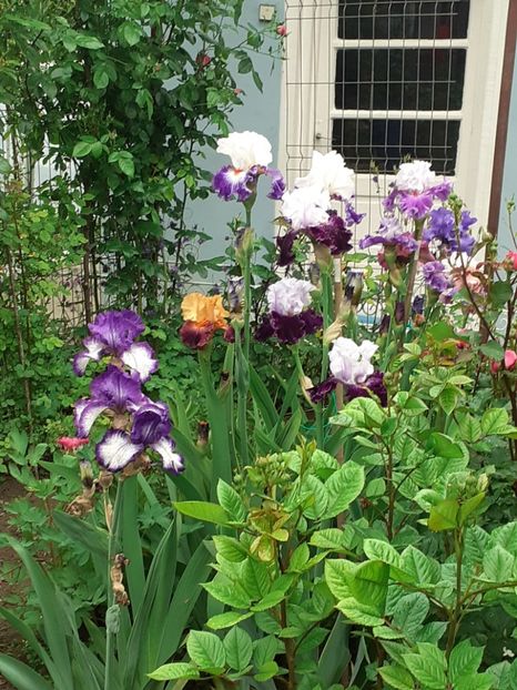  - 0001 - IRIȘI 2023