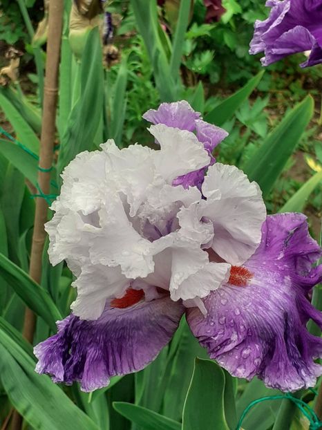  - 0001 - IRIȘI 2023