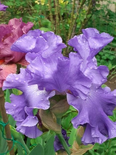  - 0001 - IRIȘI 2023