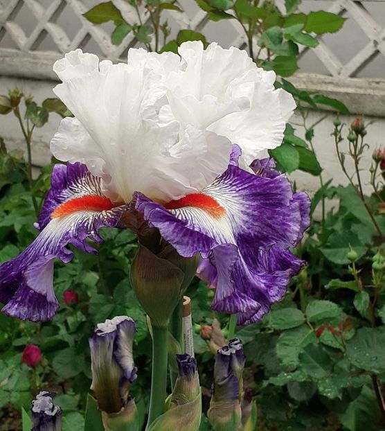  - 0001 - IRIȘI 2023