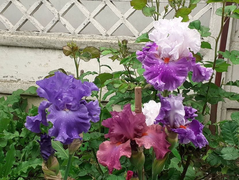  - 0001 - IRIȘI 2023