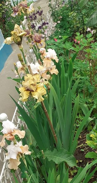  - 0001 - IRIȘI 2023