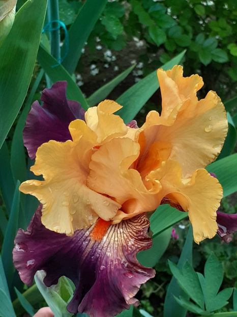  - 0001 - IRIȘI 2023