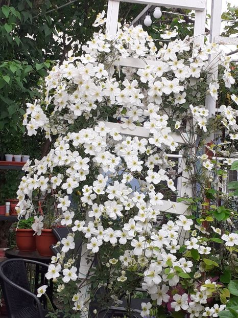  - Clematis Montana Prosperity 2022- 2023