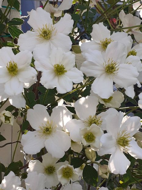  - Clematis Montana Prosperity 2022- 2023
