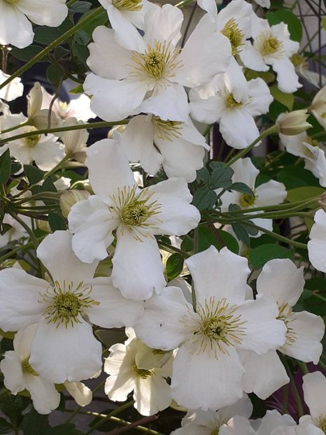  - Clematis Montana Prosperity 2022- 2023