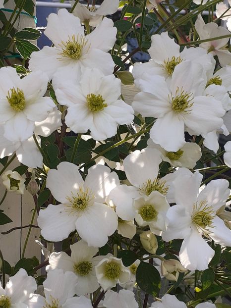  - Clematis Montana Prosperity 2022- 2023