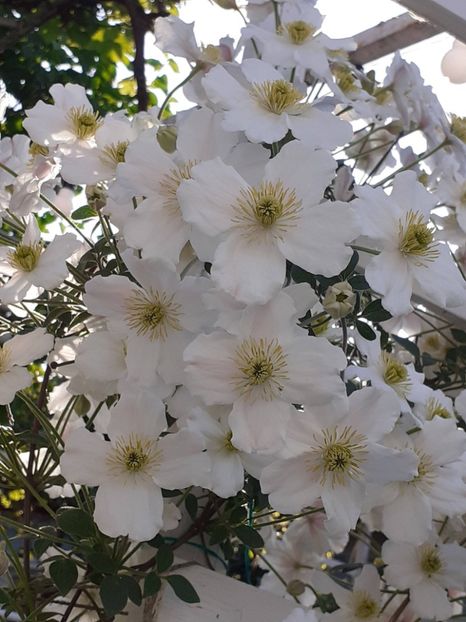  - Clematis Montana Prosperity 2022- 2023