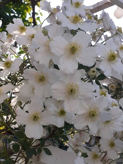 20230520_182623(0) - Clematis Montana Prosperity 2022- 2023