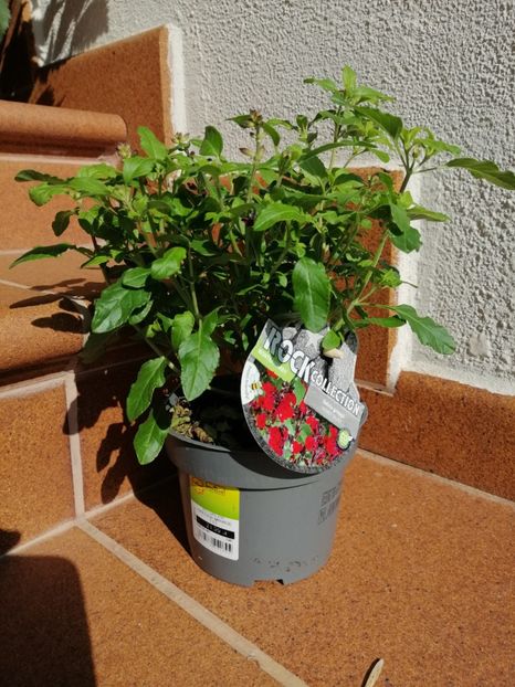 Salvia greggii... roșie din Hornbach - aaa Comanda plante 2022 2023 2024
