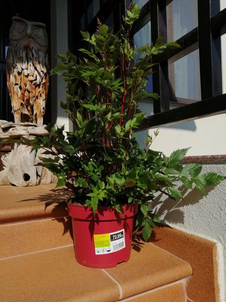 O astibe mareeee... - aaa Comanda plante 2022 2023 2024