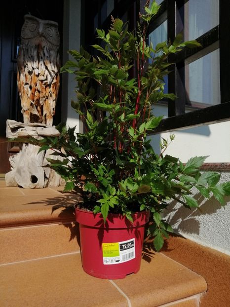 Acu vedem ce flori face... - aaa Comanda plante 2022 2023 2024