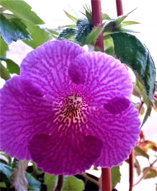 20230521_092501-1 - ACHIMENES 2023