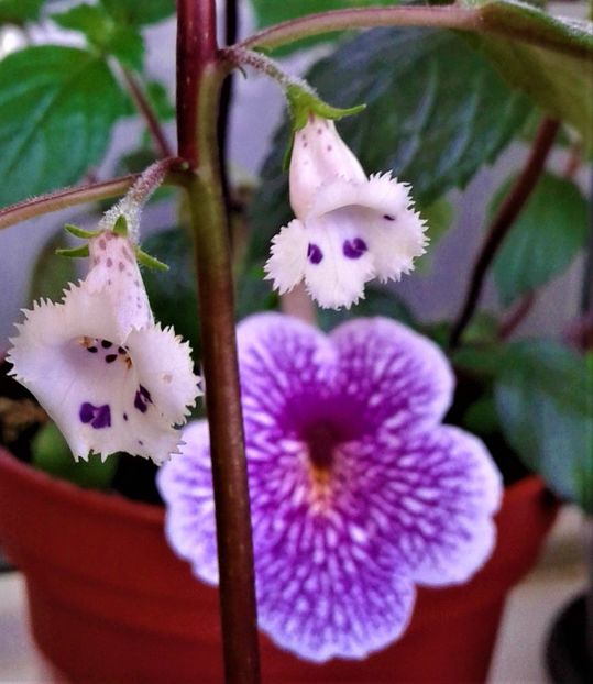 20230521_092104-4 - ACHIMENES 2023