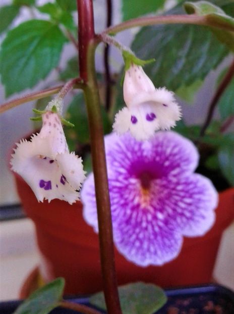 20230521_092058-5 - ACHIMENES 2023