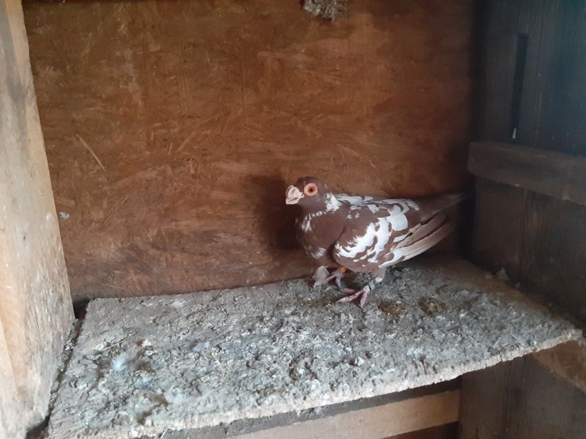  - Carunculati de Oradea 2023